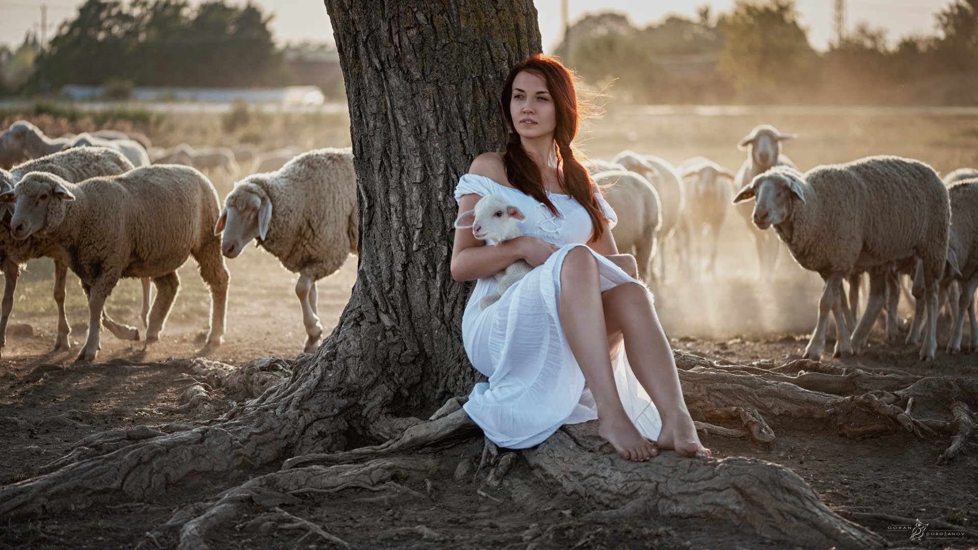 Download Trunk Lamb Sheep Woman Mood HD Wallpaper by Goran Dobožanov
