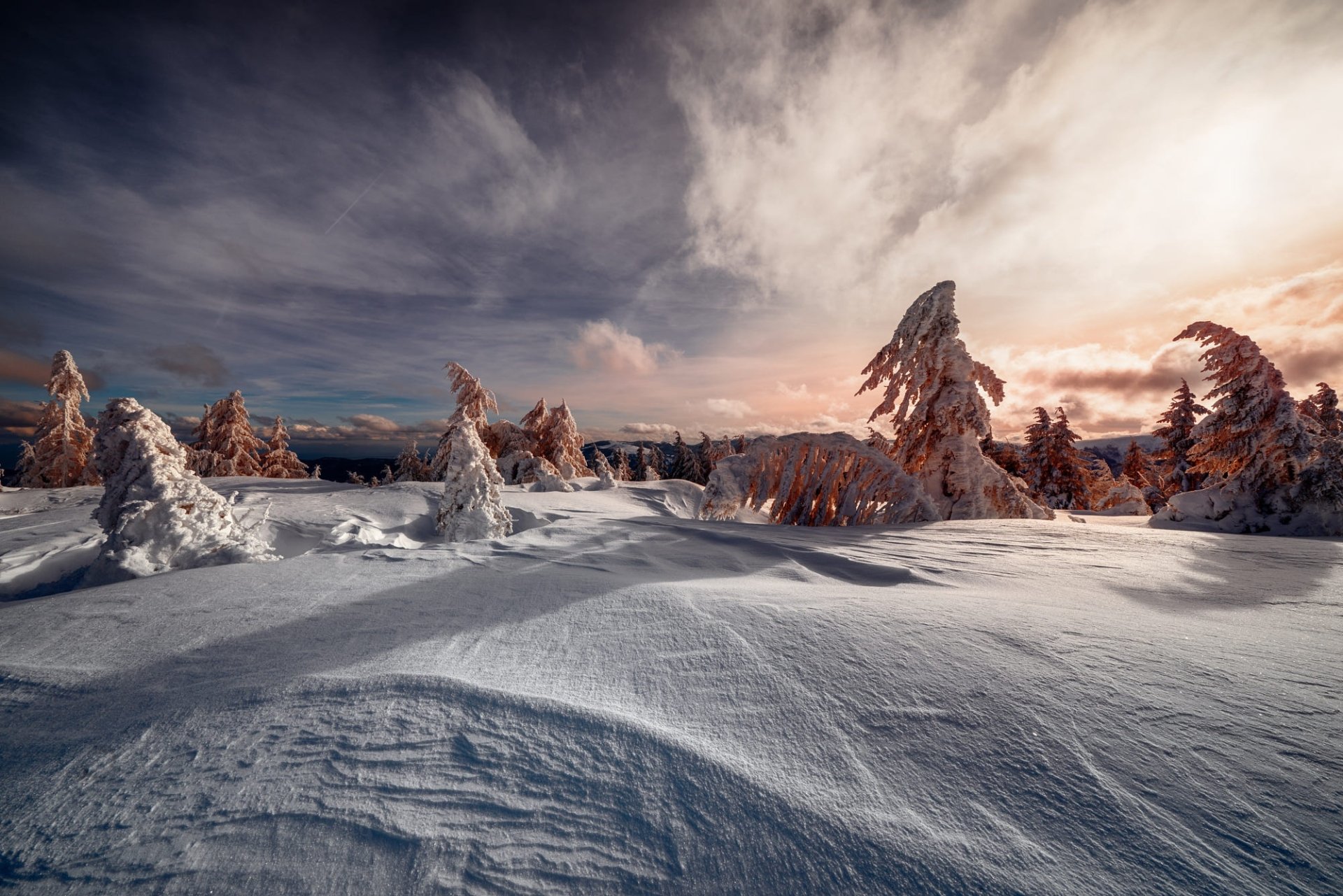 Download Fir Tree Sunset Snow Nature Winter Winter Sunset HD Wallpaper ...