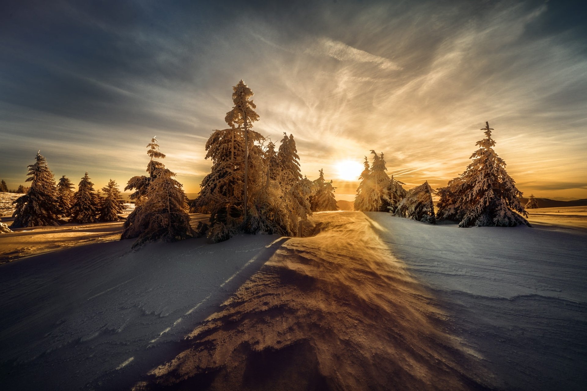 Download Sun Spruce Nature Snow Winter HD Wallpaper