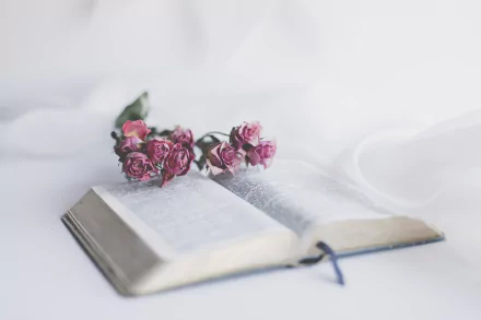 flower book religious bible HD Desktop Wallpaper | Background Image