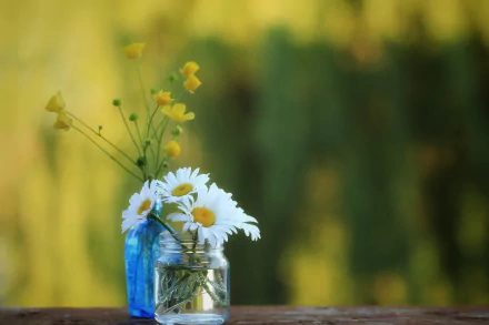 blur chamomile buttercup man made flower HD Desktop Wallpaper | Background Image