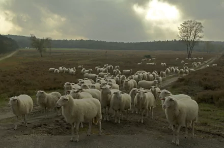 herd Animal sheep HD Desktop Wallpaper | Background Image