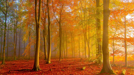 A vibrant fall forest scene bathed in golden light, showcasing autumn foliage and mist, captured in stunning 4K Ultra HD for PC desktop wallpaper and background.