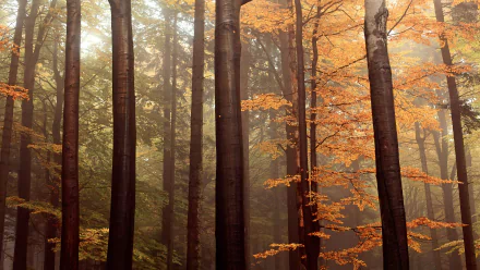 4K Ultra HD desktop wallpaper of a serene forest in fall, featuring tall tree trunks and vibrant orange foliage amidst a misty natural landscape.