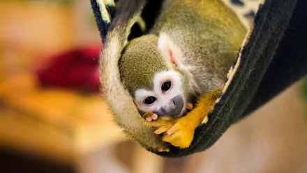 saimiri oerstedii blur hammock monkey Animal squirrel monkey HD Desktop Wallpaper | Background Image