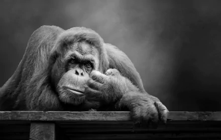 Animal Orangutan HD Desktop Wallpaper | Background Image