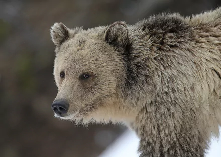 grizzly Animal grizzly bear HD Desktop Wallpaper | Background Image