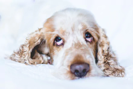 dog Animal cocker spaniel HD Desktop Wallpaper | Background Image