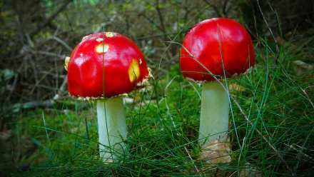 4K Ultra HD PC desktop wallpaper: two red fly agaric mushrooms with white stems rising from green forest grass and underbrush.