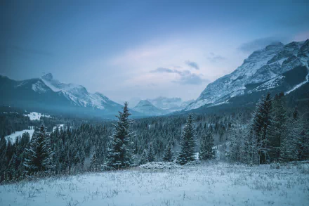 Snow-covered spruce trees stand in a Canadian winter forest beneath towering snowy mountains, captured in stunning 4K Ultra HD clarity.