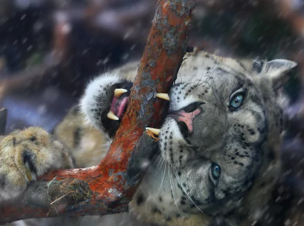 fangs Animal snow leopard HD Desktop Wallpaper | Background Image