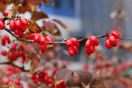 Close-up macro of red dogwood berries on a wet branch with water droplets — nature 5K Ultra HD PC desktop wallpaper and background.