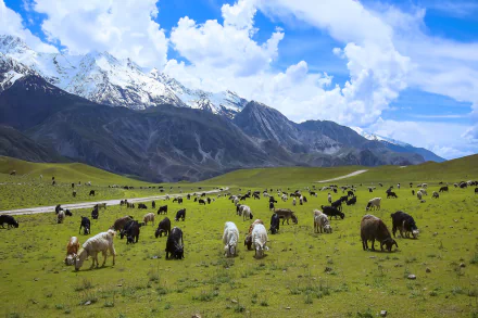 national park Pakistan mountain Animal goat HD Desktop Wallpaper | Background Image