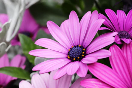 daisy pink flower petal flower macro osteospermum nature HD Desktop Wallpaper | Background Image