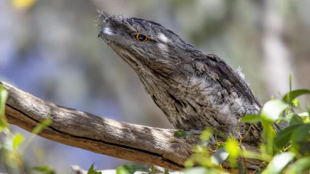 Close-up of a bird, a Tawny Frogmouth (Podargus) perched on a branch — detailed 4K Ultra HD PC animal desktop wallpaper/background showing mottled gray-brown plumage and bright orange eye.