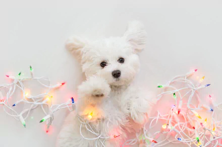puppy christmas lights baby animal dog Animal west highland white terrier HD Desktop Wallpaper | Background Image