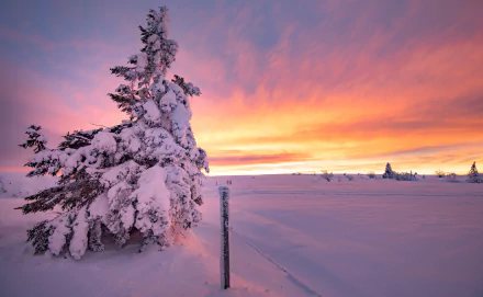 A snow-covered fir tree stands in a serene winter landscape under a vibrant sunset sky, captured in stunning 4K Ultra HD for a nature PC desktop wallpaper.