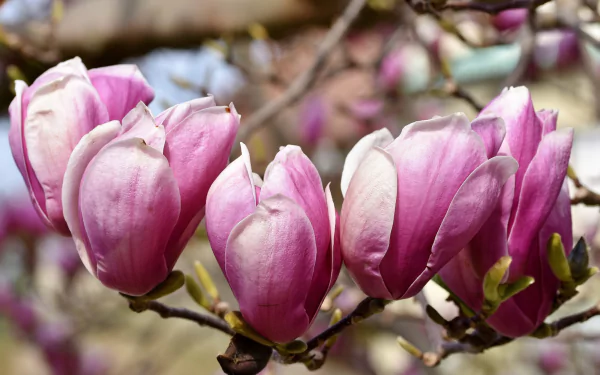 blossom branch nature magnolia HD Desktop Wallpaper | Background Image