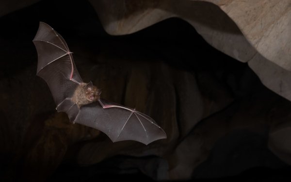 Animal Bat Birds Bats Wings HD Wallpaper | Background Image
