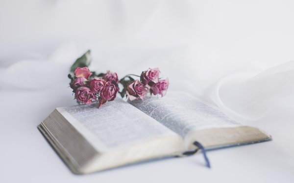 Religious Bible Book Flower HD Wallpaper | Background Image