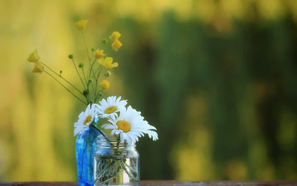 blur chamomile buttercup man made flower HD Desktop Wallpaper | Background Image