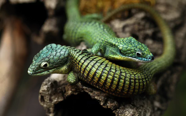 A close-up 4K Ultra HD image of two vibrant green lizards resting on textured bark, showcasing detailed scales and natural reptile patterns.