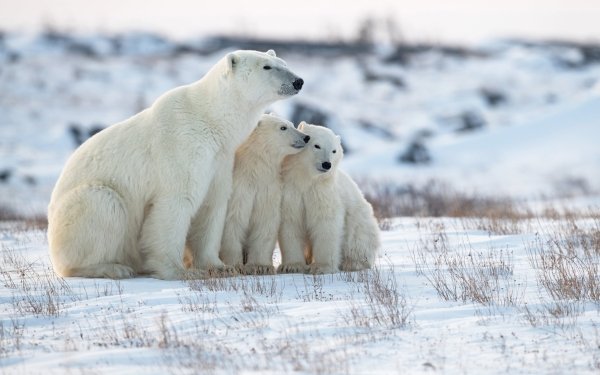 Animal Polar Bear Bears Bear Cub Snow HD Wallpaper | Background Image