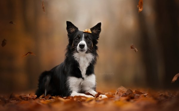 Border Collie 4k Ultra HD Wallpaper | Background Image | 3840x2560 | ID ...