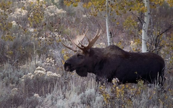 Animal Moose Fall HD Wallpaper | Background Image