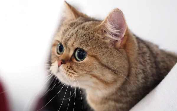 Animal British Shorthair HD Desktop Wallpaper | Background Image