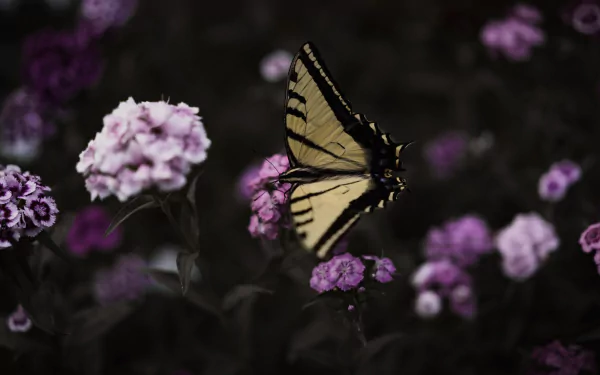 pink flower insect butterfly flower macro Animal swallowtail butterfly HD Desktop Wallpaper | Background Image