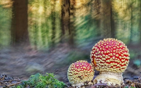 Earth Mushroom Fly Agaric Macro Blur HD Wallpaper | Background Image