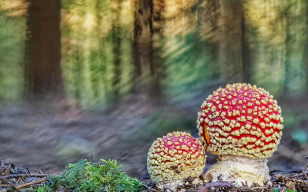 blur macro fly agaric nature mushroom HD Desktop Wallpaper | Background Image