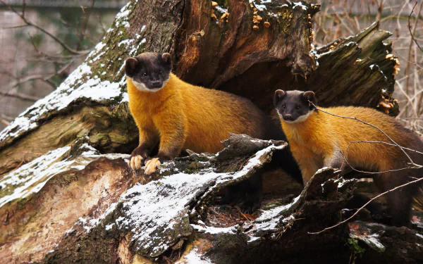 snow trunk Animal marten HD Desktop Wallpaper | Background Image