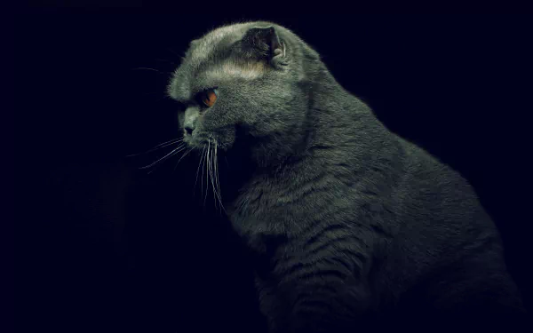 Animal British Shorthair HD Desktop Wallpaper | Background Image