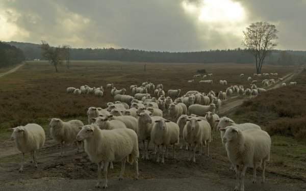 Animal Sheep Herd HD Wallpaper | Background Image