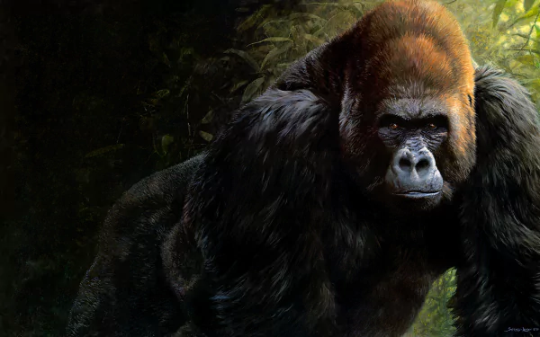 monkey Animal gorilla HD Desktop Wallpaper | Background Image