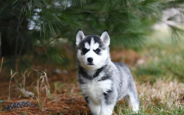 siberian husky puppy dog Animal husky HD Desktop Wallpaper | Background Image