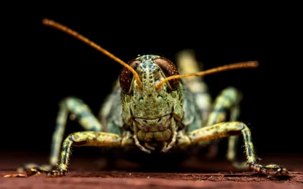 insect macro Animal grasshopper HD Desktop Wallpaper | Background Image