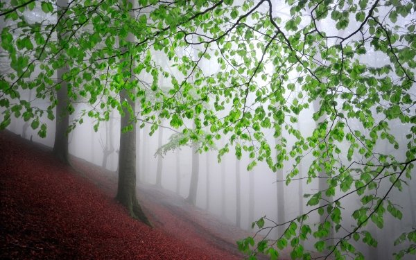 Nature Fog Forest Tree HD Wallpaper | Background Image