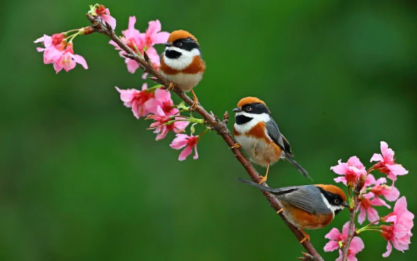 black-throated tit flower Animal titmouse HD Desktop Wallpaper | Background Image