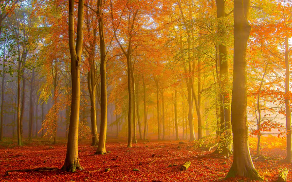 A vibrant fall forest scene bathed in golden light, showcasing autumn foliage and mist, captured in stunning 4K Ultra HD for PC desktop wallpaper and background.