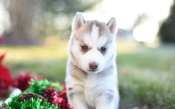 siberian husky puppy baby animal dog Animal husky HD Desktop Wallpaper | Background Image