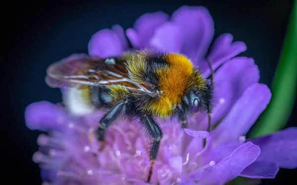 Download Animal Bee HD Wallpaper