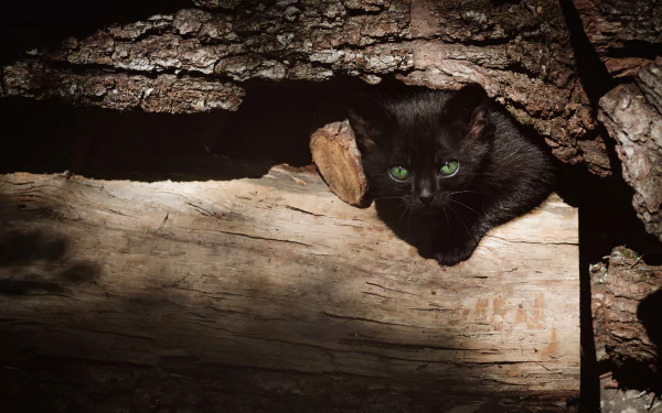 green eyes log kitten Animal cat HD Desktop Wallpaper | Background Image