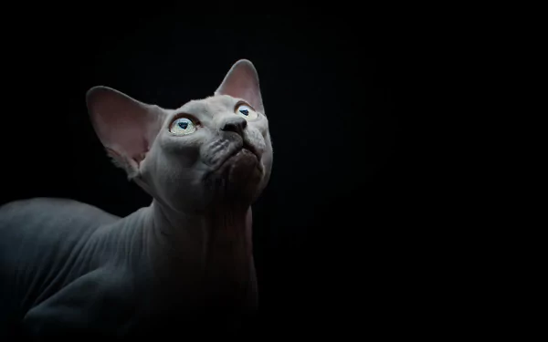 cat Animal sphynx cat HD Desktop Wallpaper | Background Image