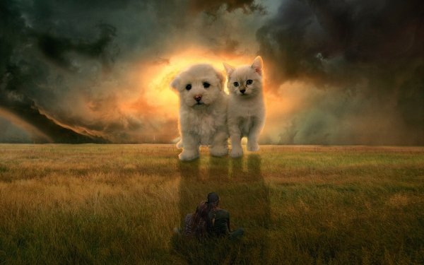 Photography Manipulation Field Cat Dog People HD Wallpaper | Background Image