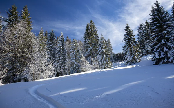 5K Ultra HD PC desktop wallpaper/background: snow-blanketed fir trees and a winding path through a serene winter forest under a crisp blue sky.
