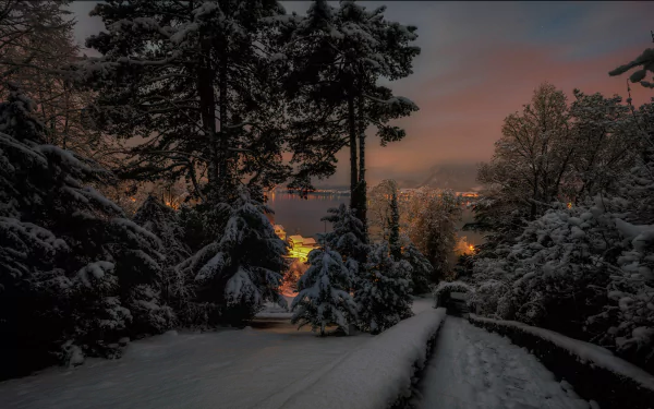 Snow-covered pine trees in a quiet forest at night, illuminated by distant lights under a winter sky. 4K Ultra HD desktop wallpaper showcasing serene winter night photography.