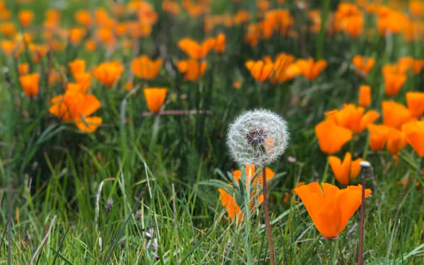 eschscholzia dandelion grass summer nature flower HD Desktop Wallpaper | Background Image